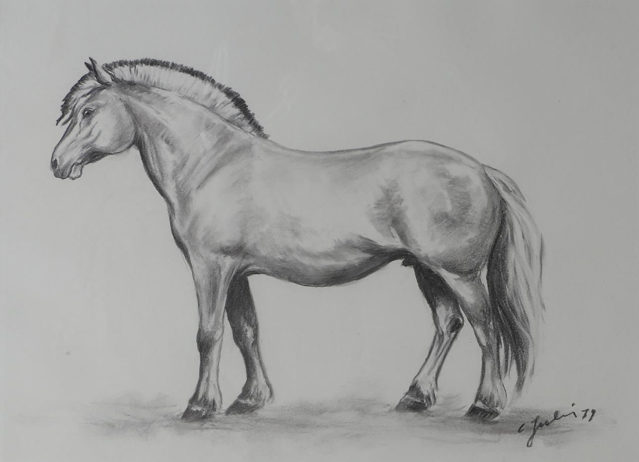 CARL JULIUS. Hest, tegning, signeret C. Julius.