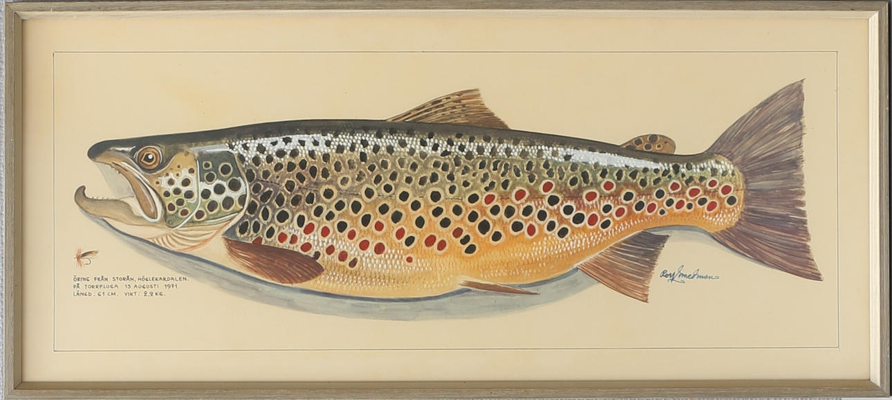 ROLF SMEDMAN. "Öring från Storån",akvarell, signerad.