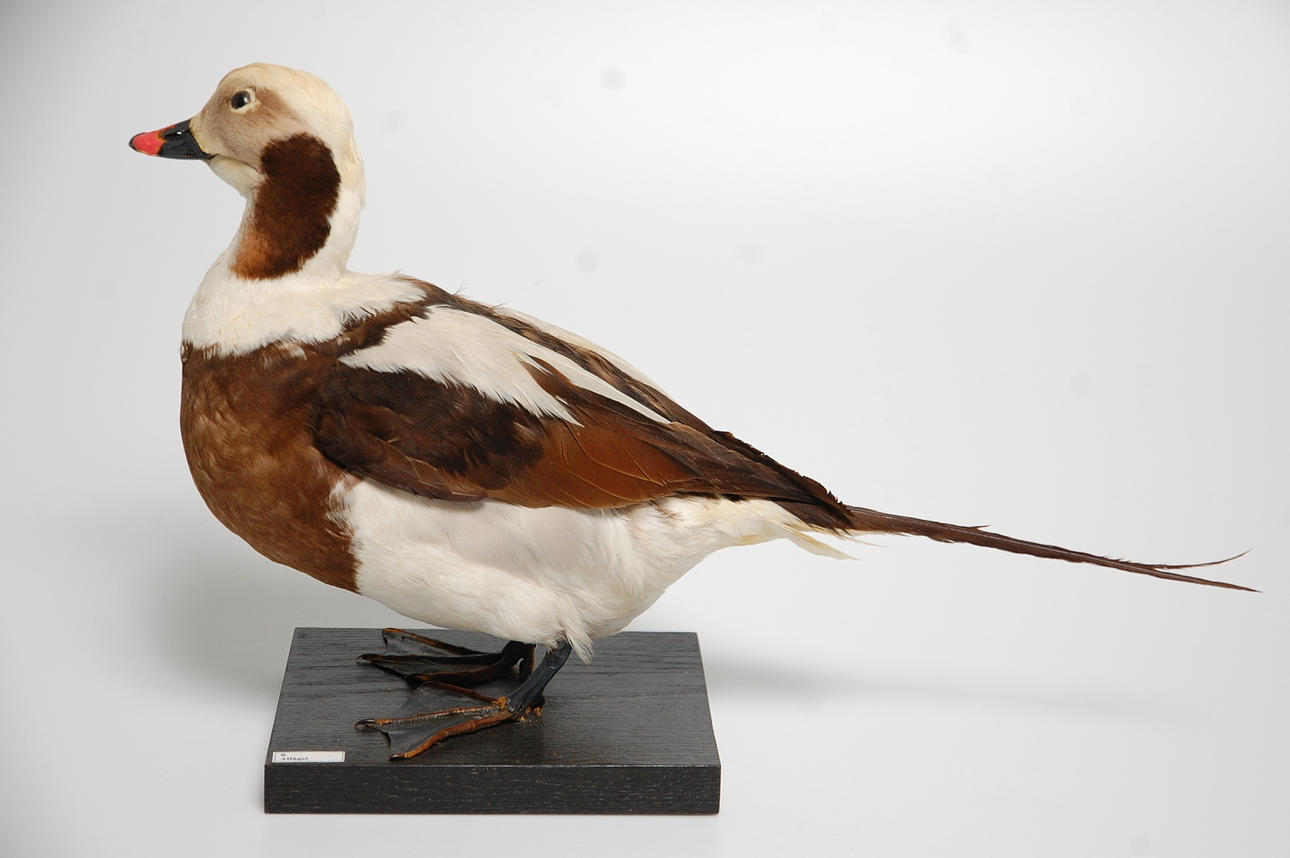 ALFÅGEL, uppstoppad.