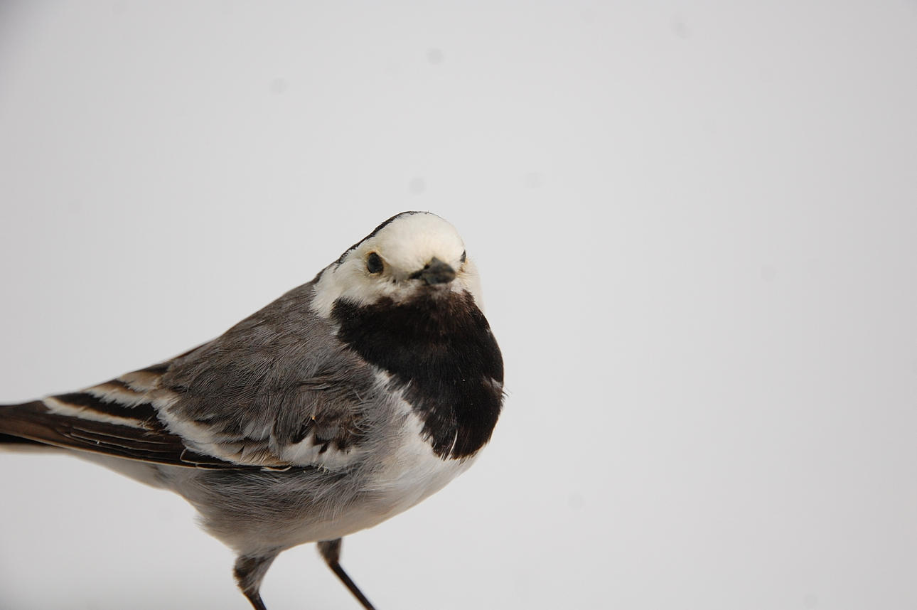 SÄDESÄRLA, uppstoppad.