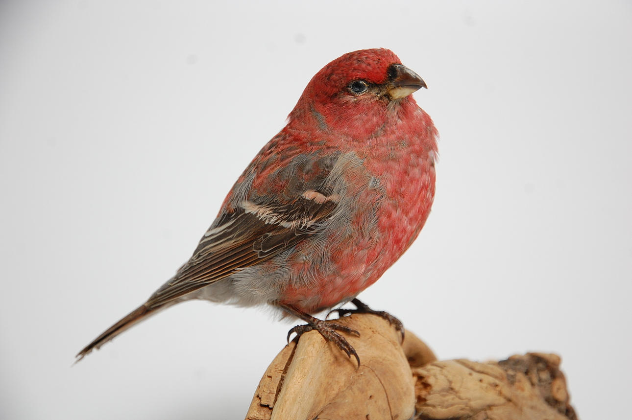 TALLBIT, uppstoppad.