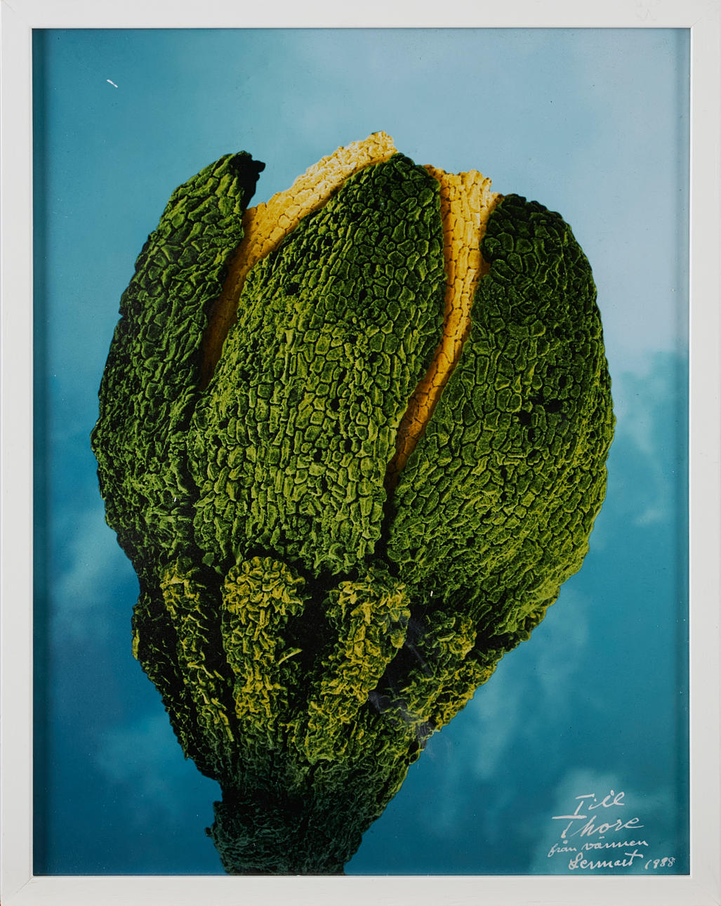 LENNART NILSSON. Flower.