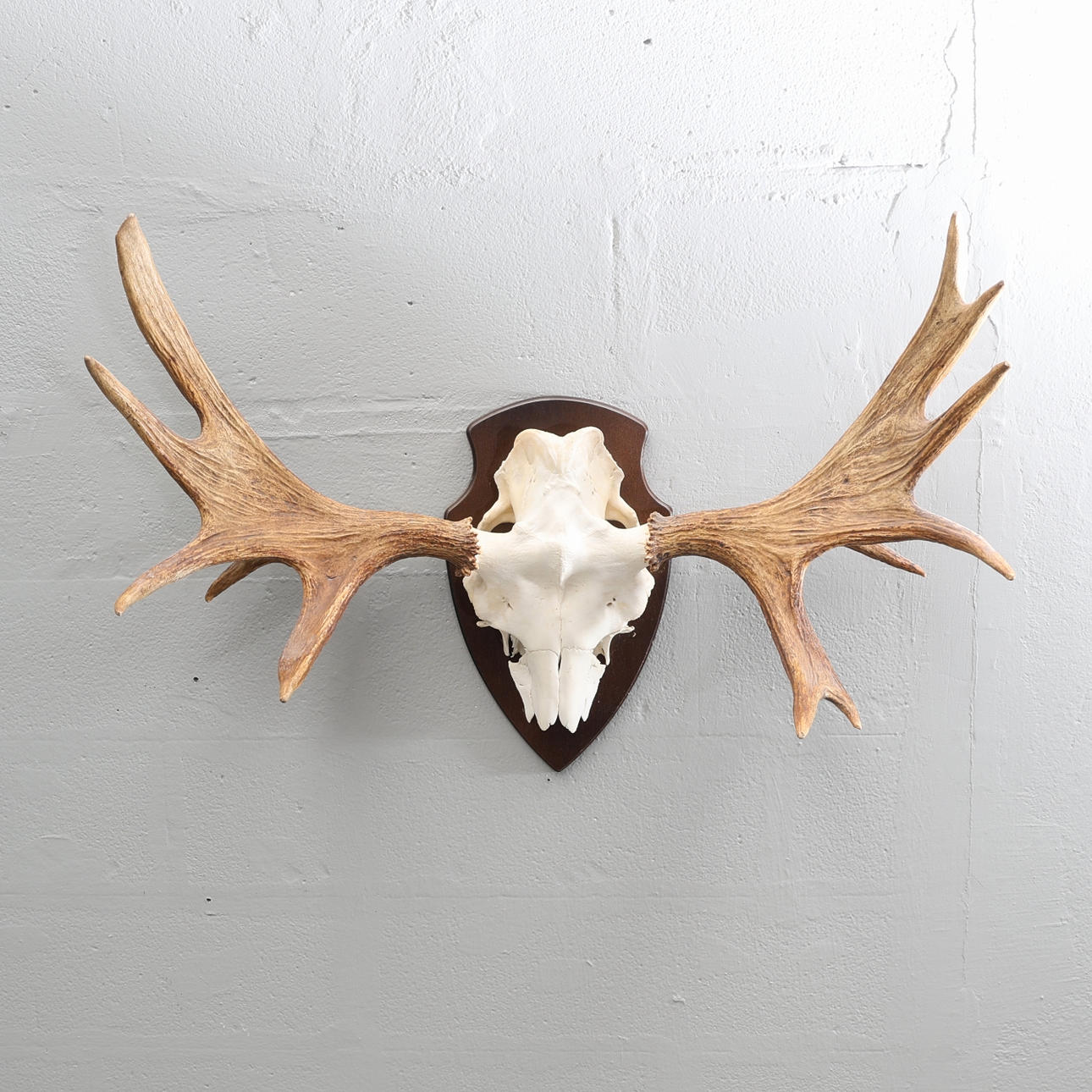 JAKTTROFÉ. Älg, 11-taggare.