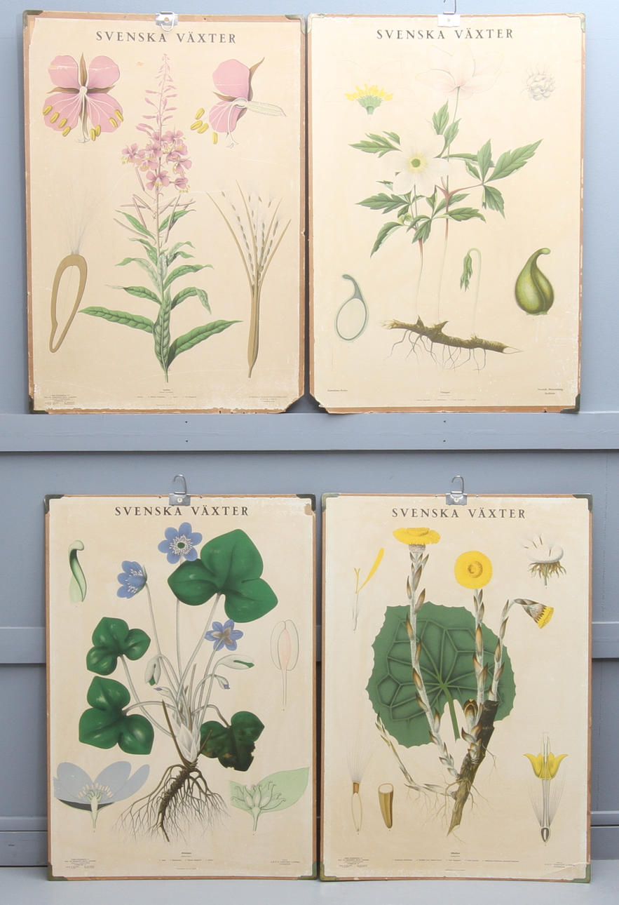 SKOLPLASCHER, 4 st, Svenska Växter.
