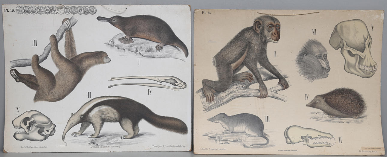 SKOLPLANSCHER, 5 st, Dybdahls zoologiske plancher, tidigt 1900-tal.