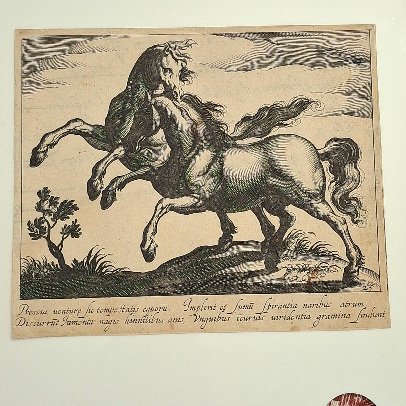 ANTONIO TEMPESTA (1550-1630). 2 Engravings. Pair of horses. Buril