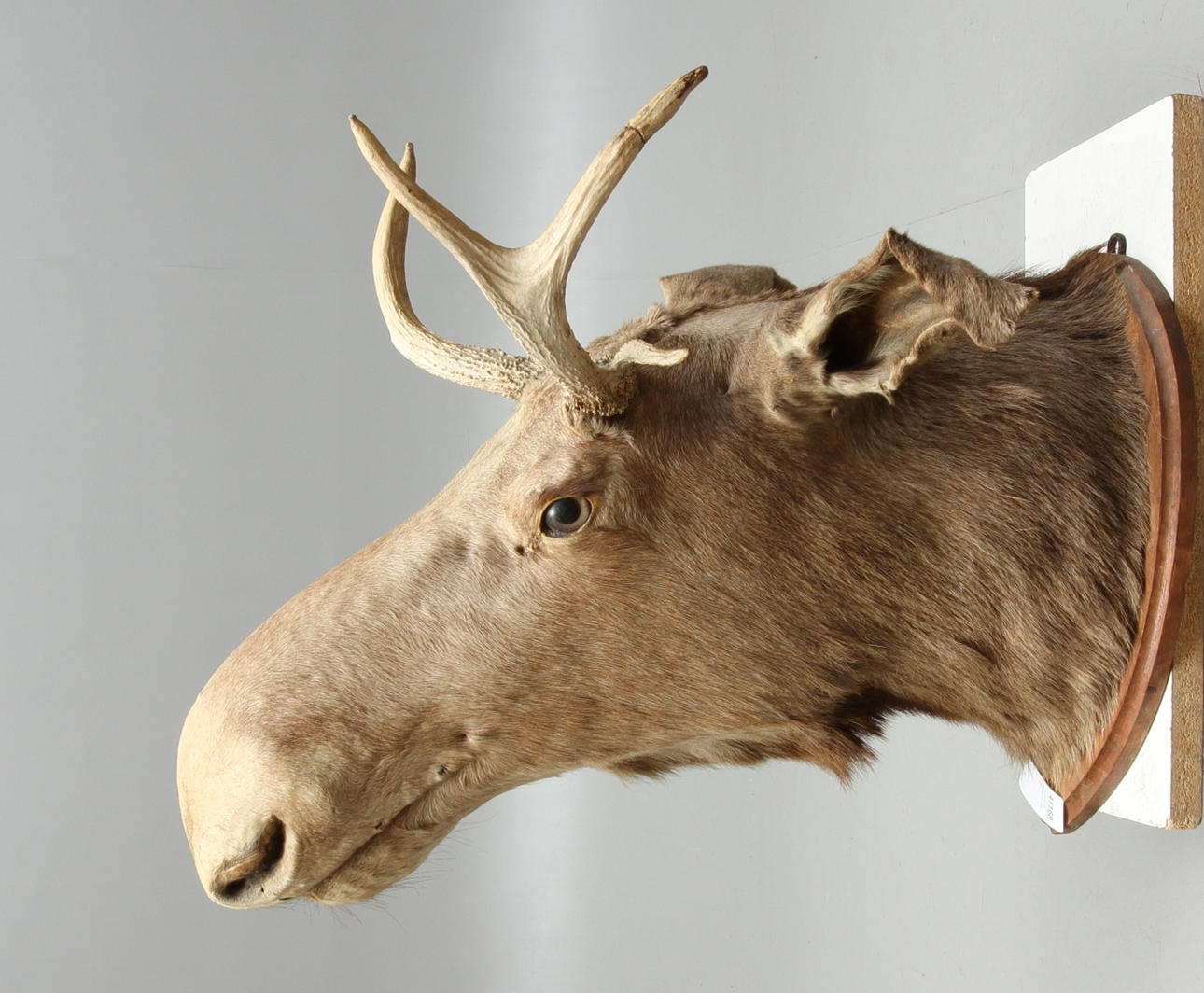 JAKTTROFÉ, älghuvud, 1900-tal.