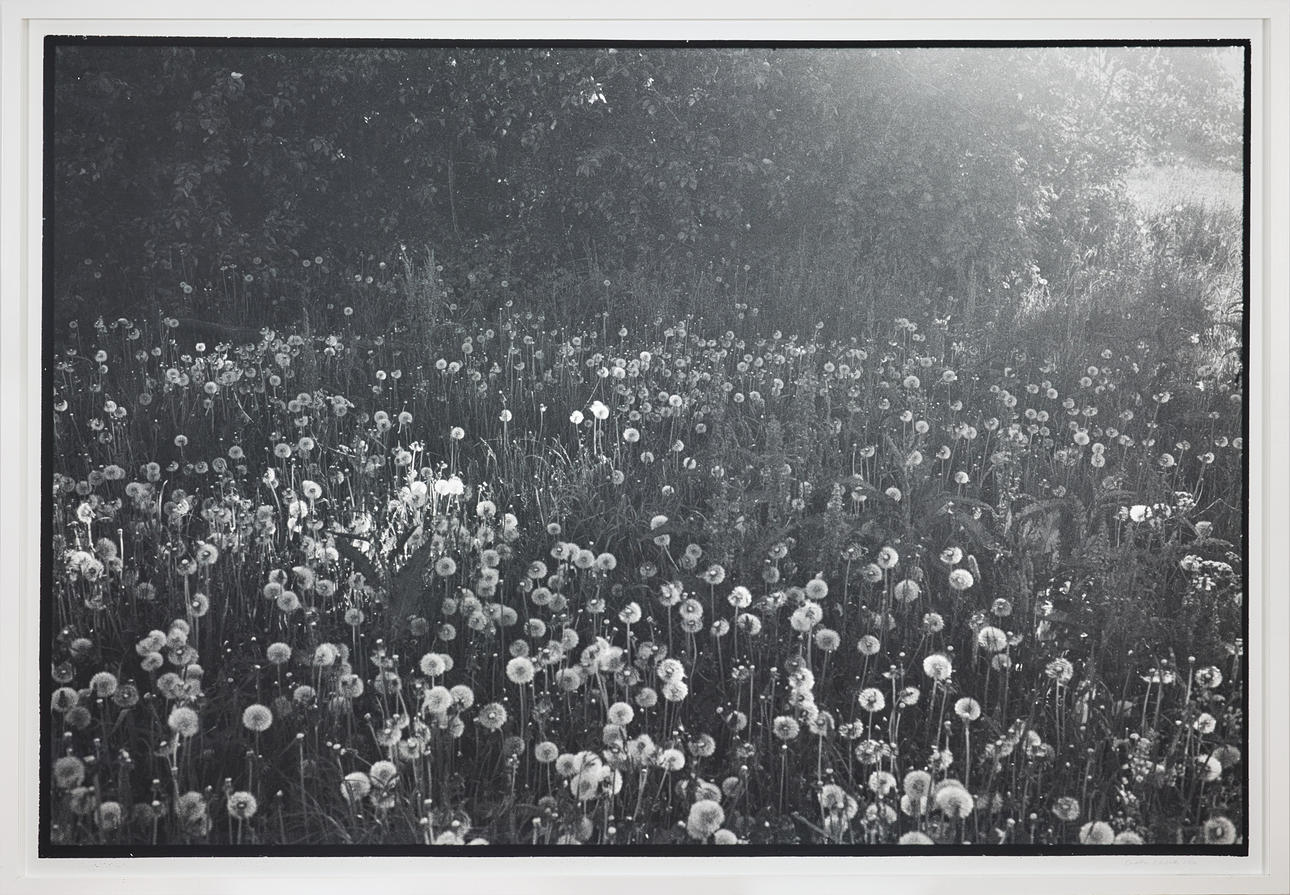 CECILIA EDEFALK. ”Niitty”.