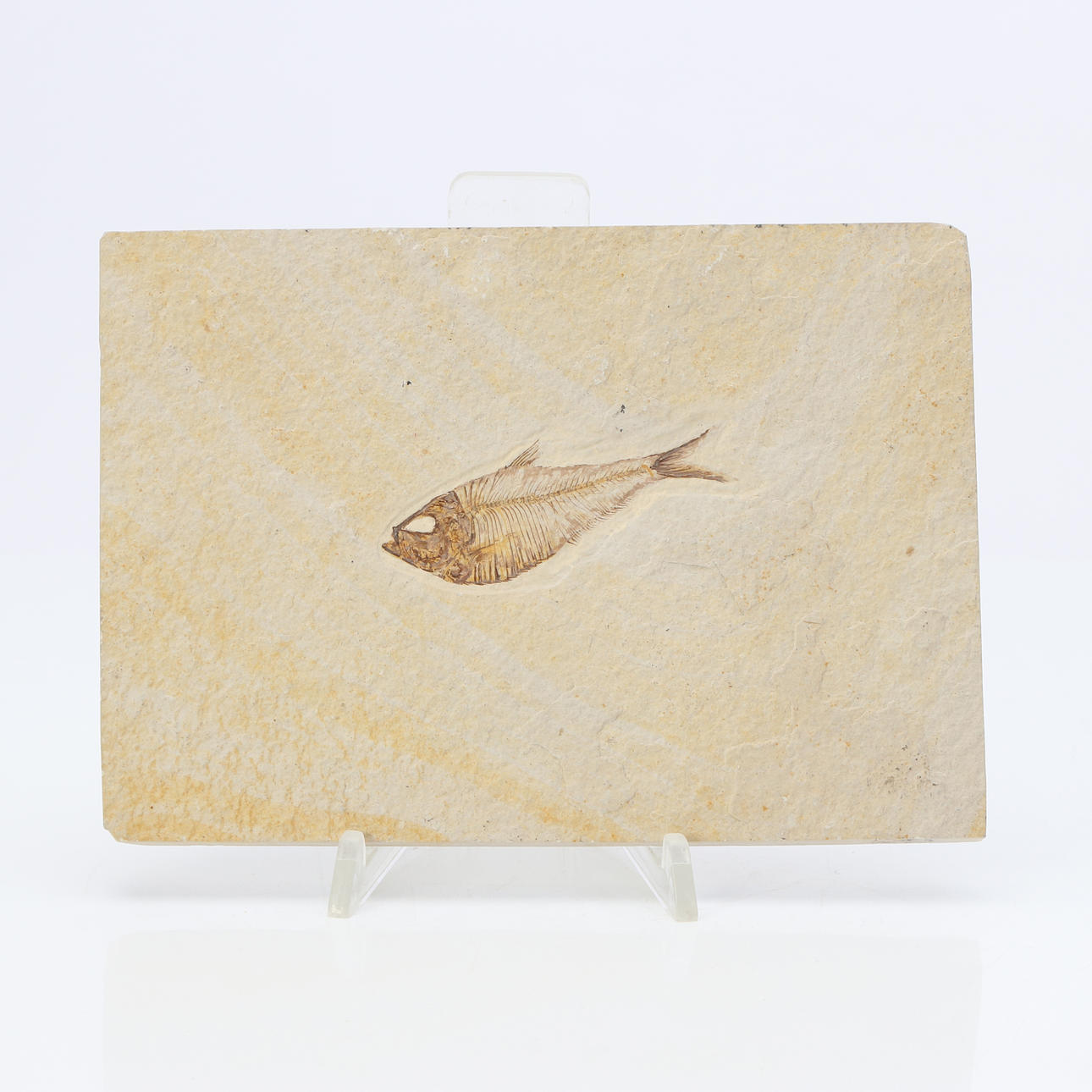 FISH FOSSIL. In limestone.