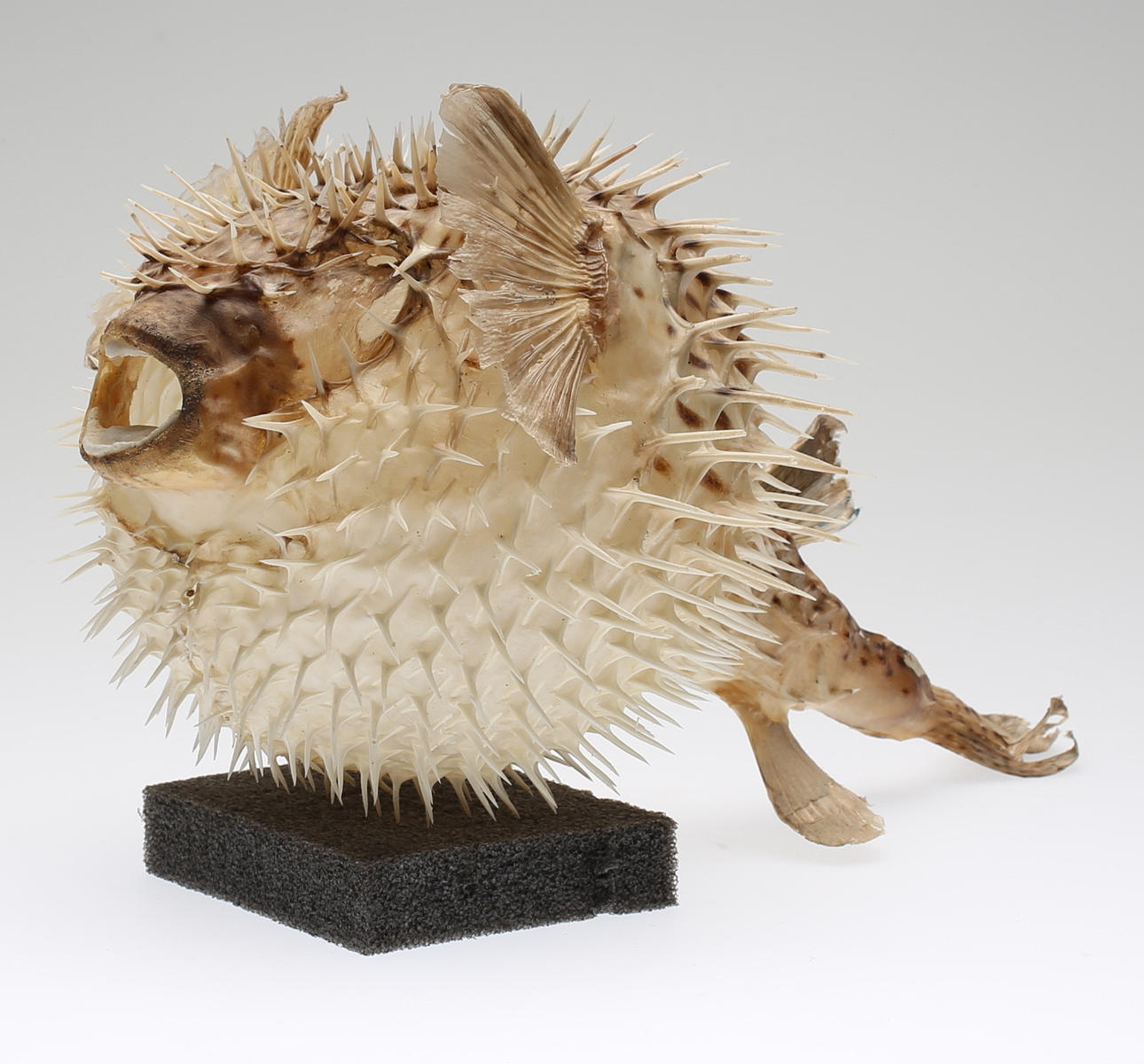 BLÅSFISK, skelett, 1900-tal.