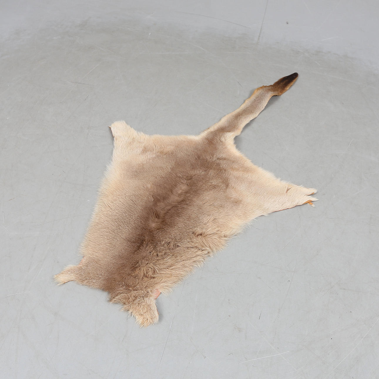 LÆDER/PELS. kangaroo, Australien.