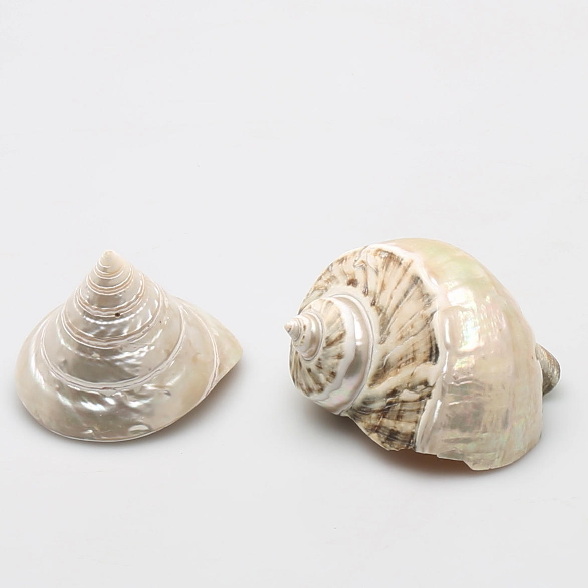 SNÄCKOR, 2 st, prydnadssnäckor.