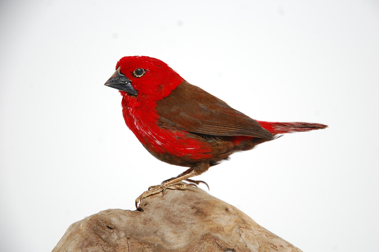 MADAGASKARVÄVARE, uppstoppad.