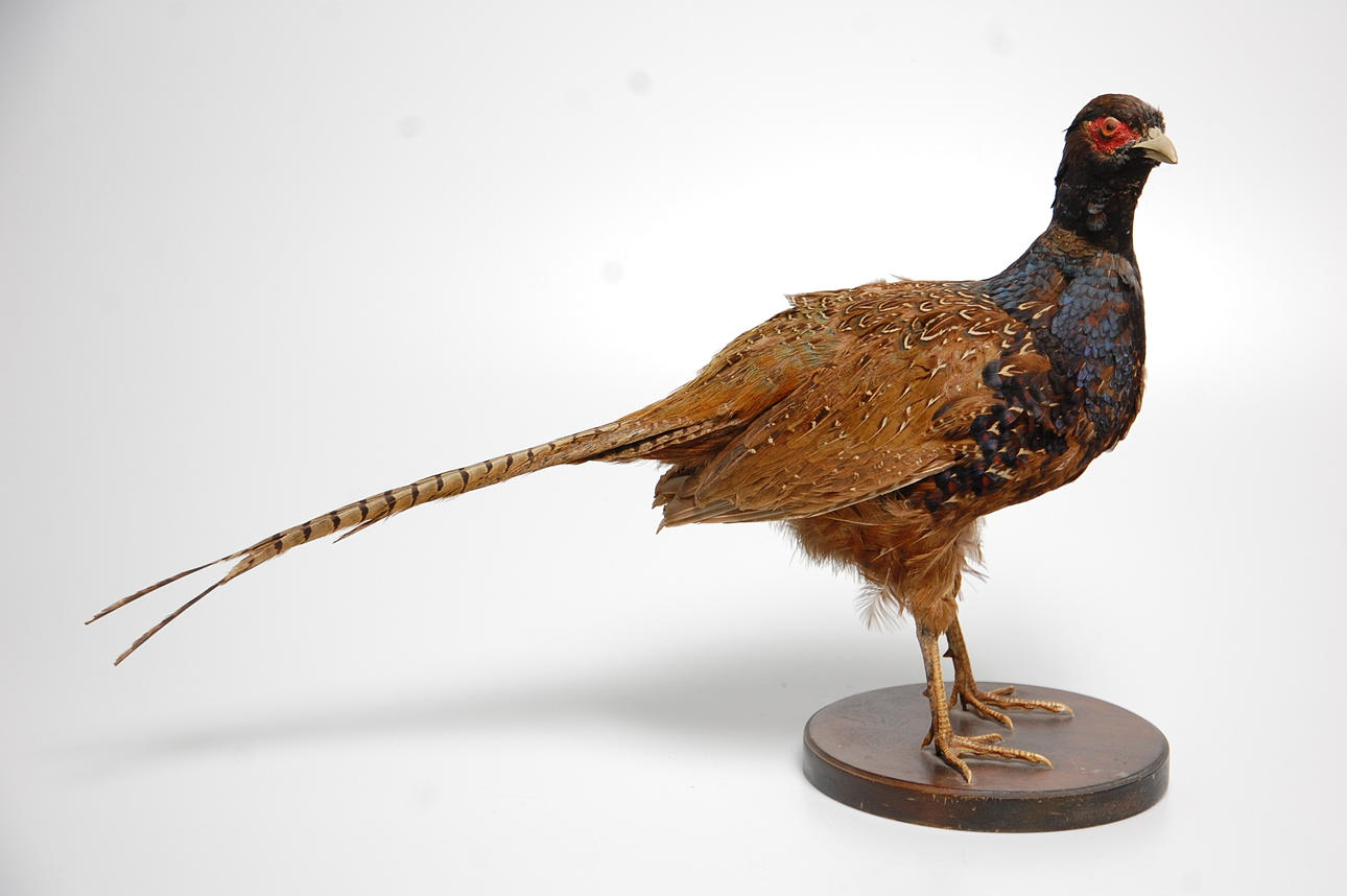 GRÖN FASAN, uppstoppad.