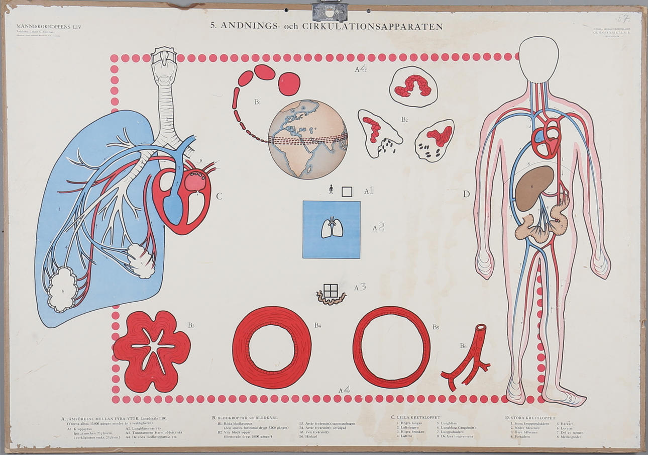 SKOLPLANSCHER, 7 st, Människans anatomi, 1900-talets första del.