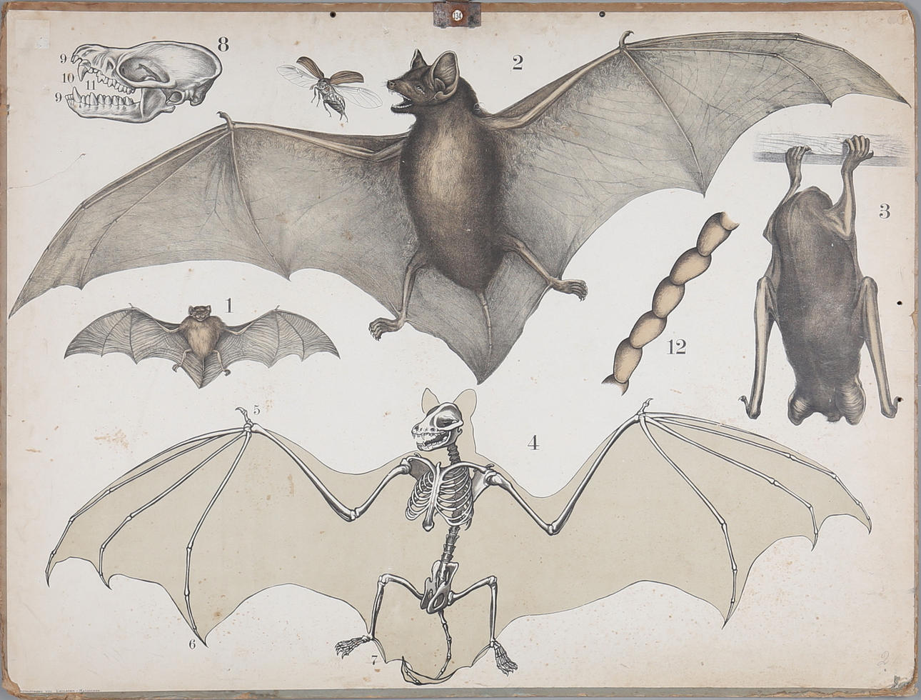 SKOLPLANCH, fladdermus, omkring 1900.