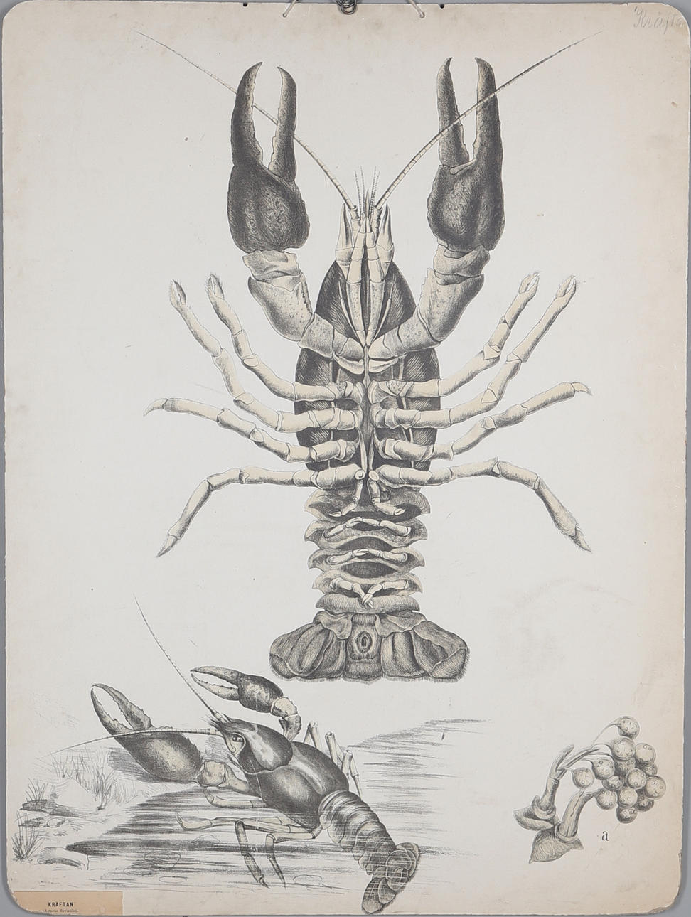 SKOLPLANCH, kräfta, omkring 1900.