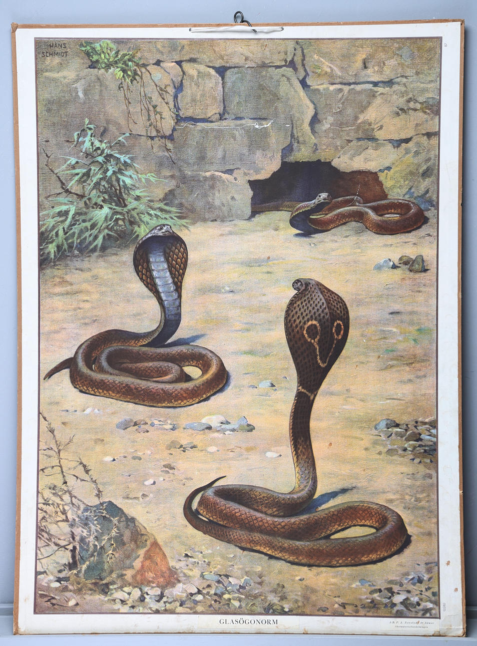 SKOLPLANCH. Glasögonorm, Hans Schmidt.