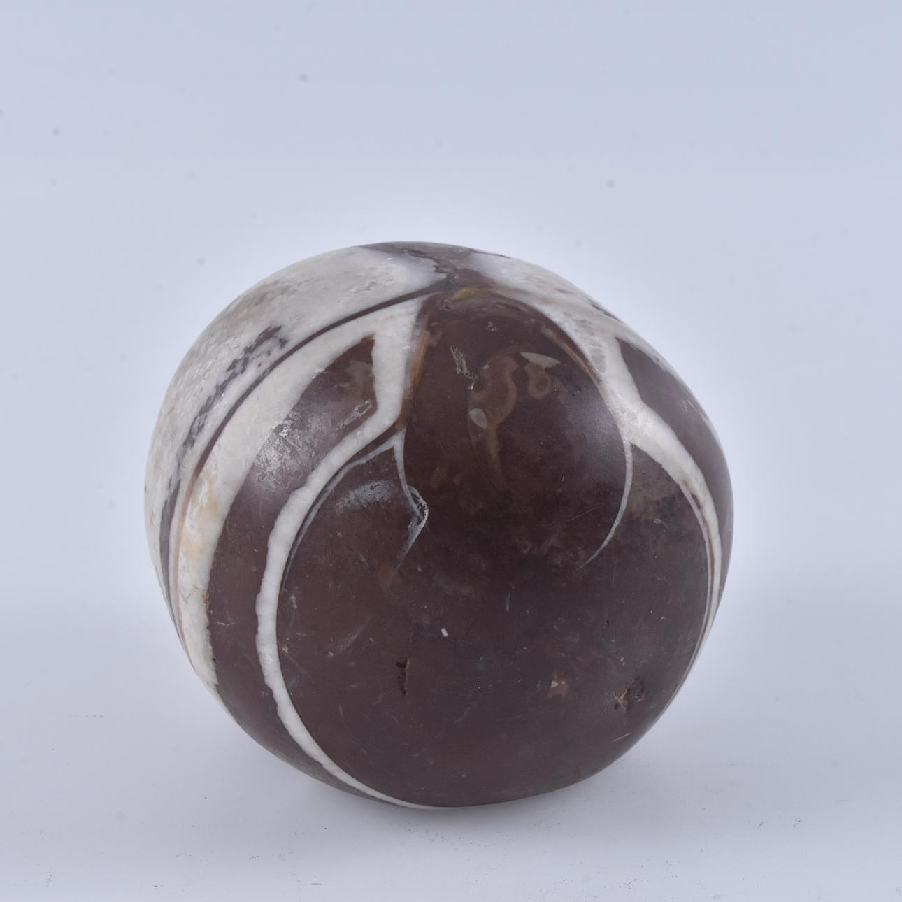 BOGTRYK, fossil, orthoceratit.