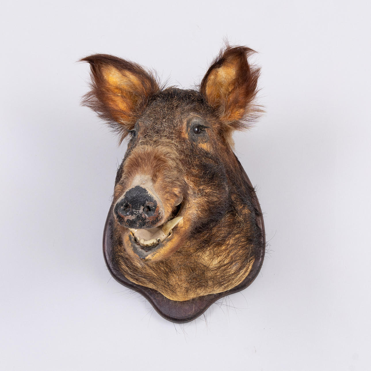 TROPHY, Wildschwein, Litauen 1990.