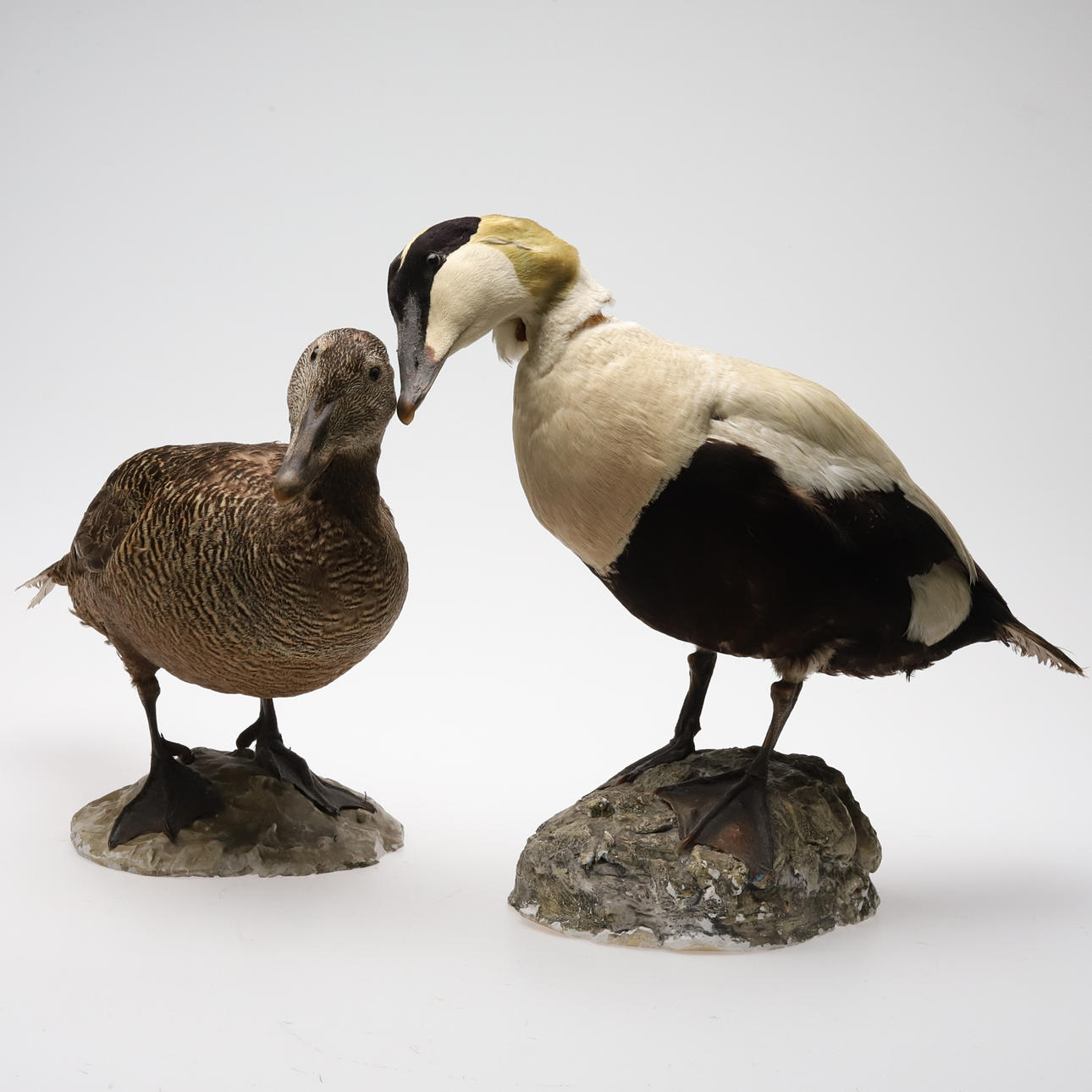 TAXIDERMY, AN EIDER PAIR.