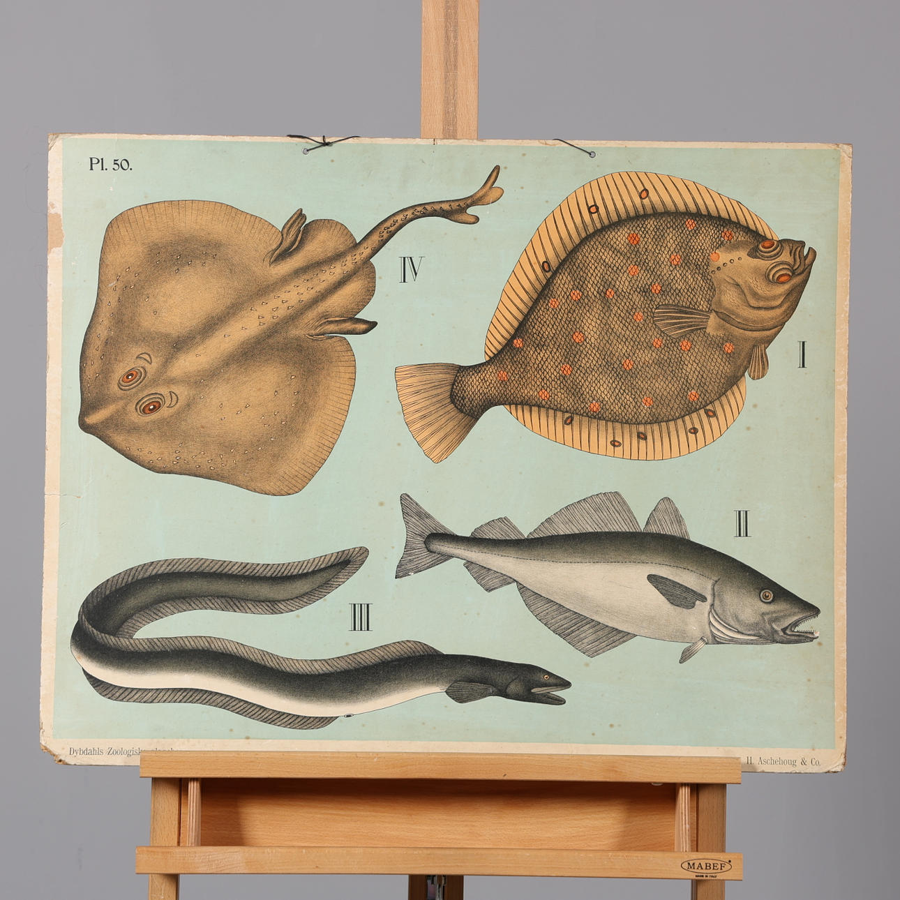 SKOLPLANSCH, fiskar.