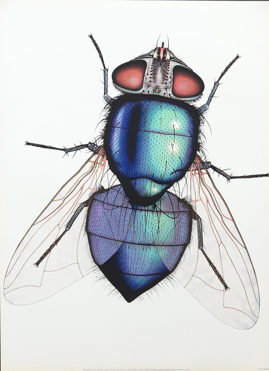 ANDERS ÖSTERLIN. Affisch, Guldfluga, screentryck, osignerad.