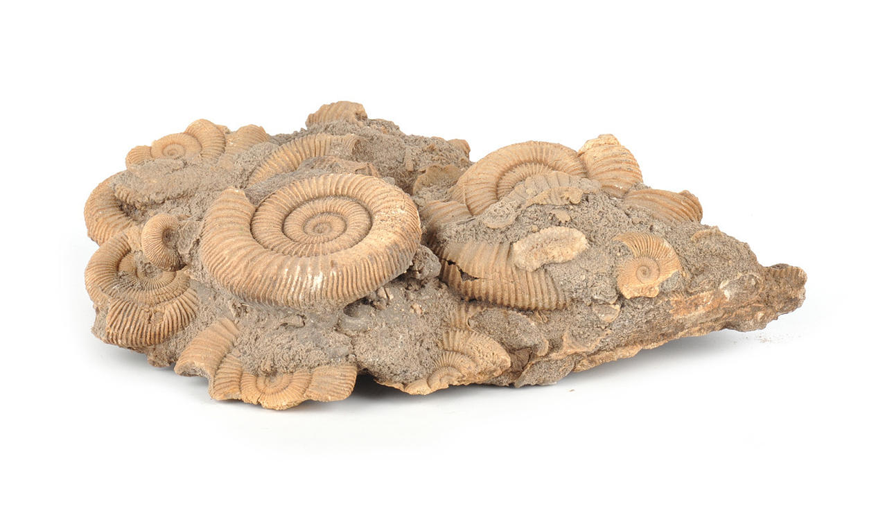 HAVSFOSSILER. Ammoniten Dactylioceras Athleticum.