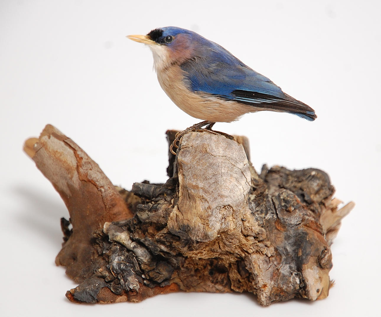 SAMMETSPANNAD NÖTVÄCKA, uppstoppad.