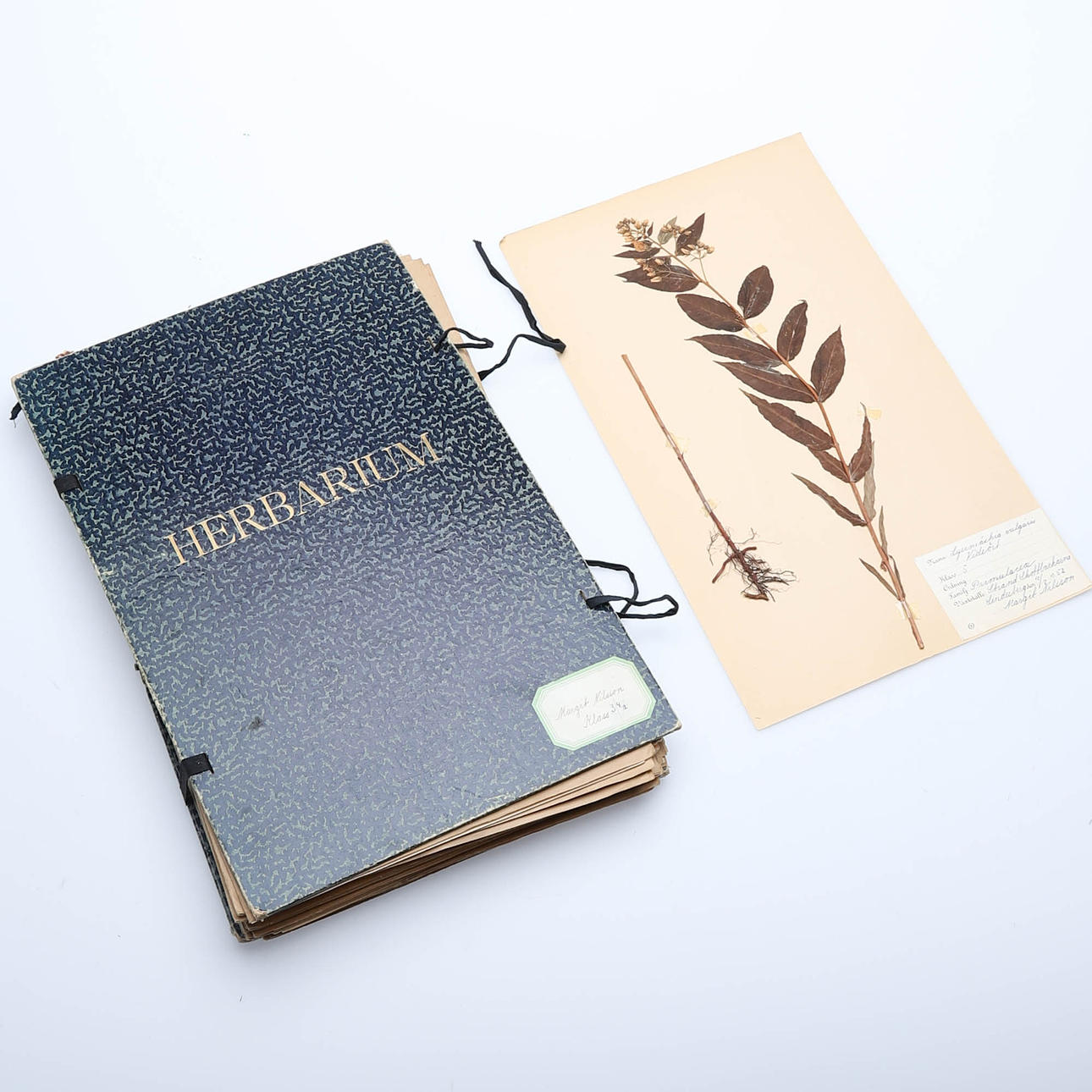 HERBARIUM. 1950er Jahre. Lindesberg.