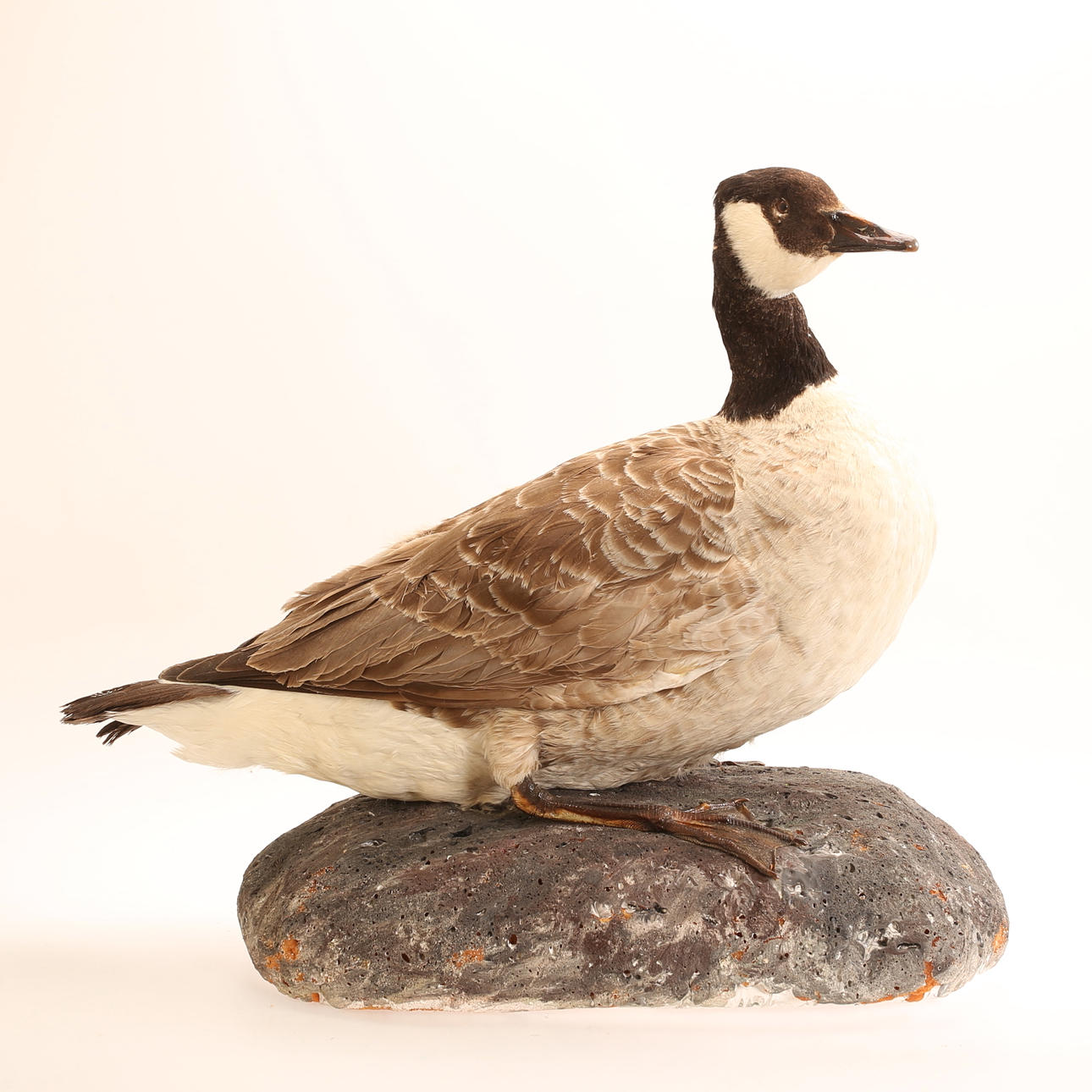 CANADAGÅS, gefüllt.