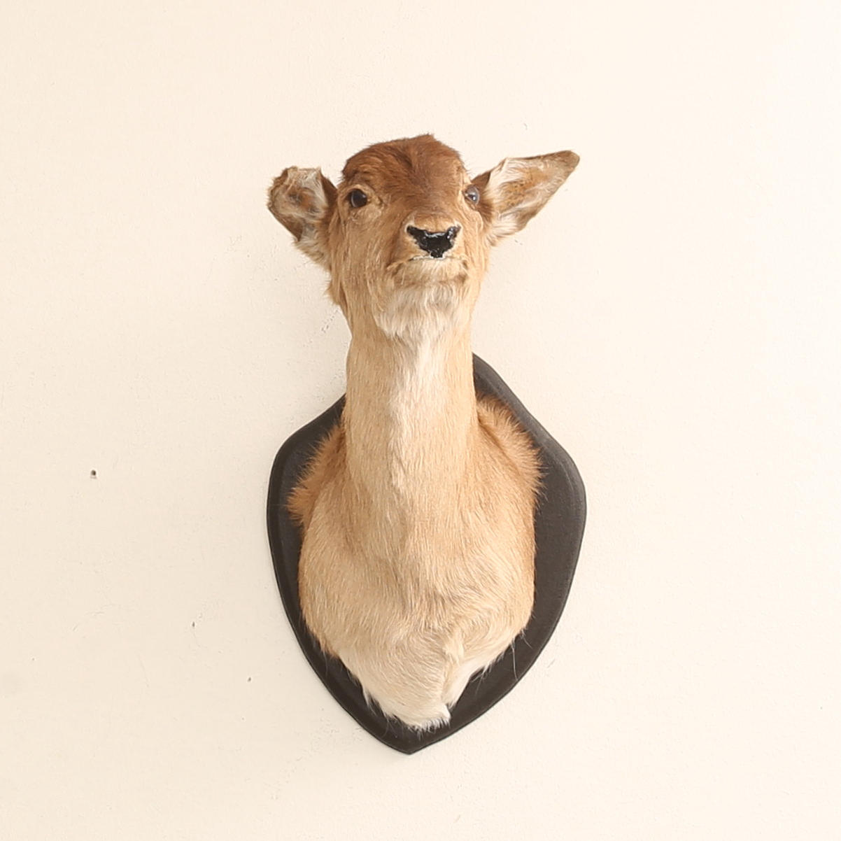 DOVHIND, uppstoppad, bogmontage.