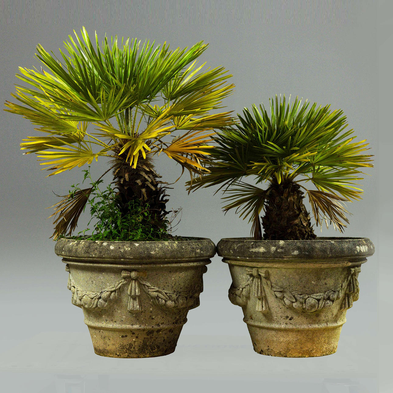 PAR PALMVÄXTER (2).