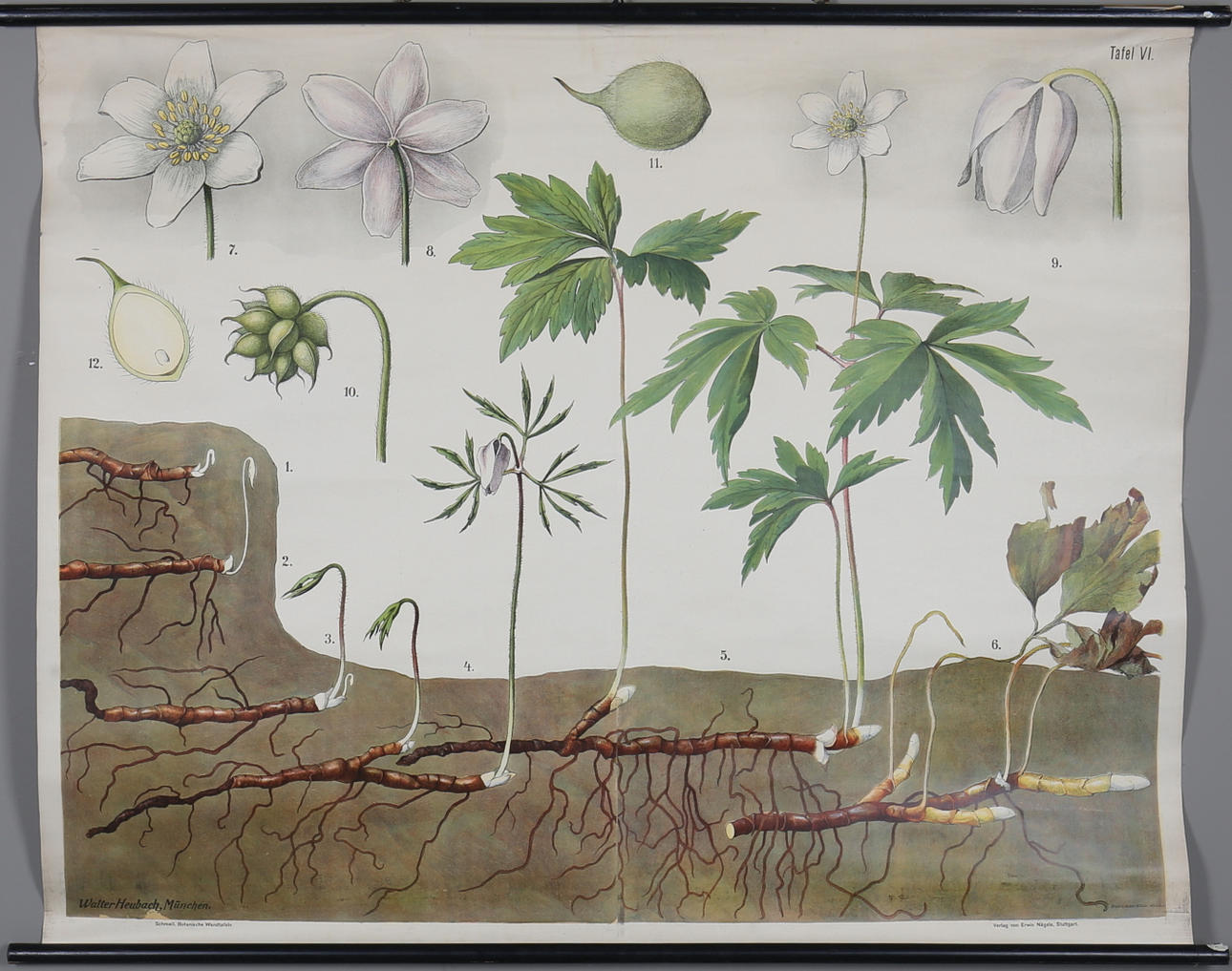 SKOLPLANSCH, Vitsippa, Walter Heubach.