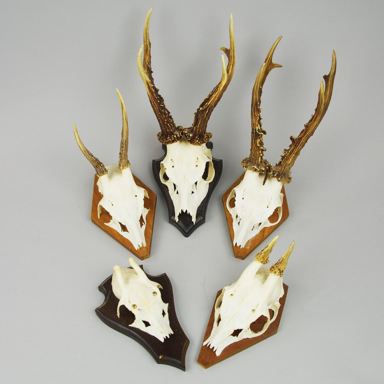 JAKTTROFEER, 5 stycken, rådjur.