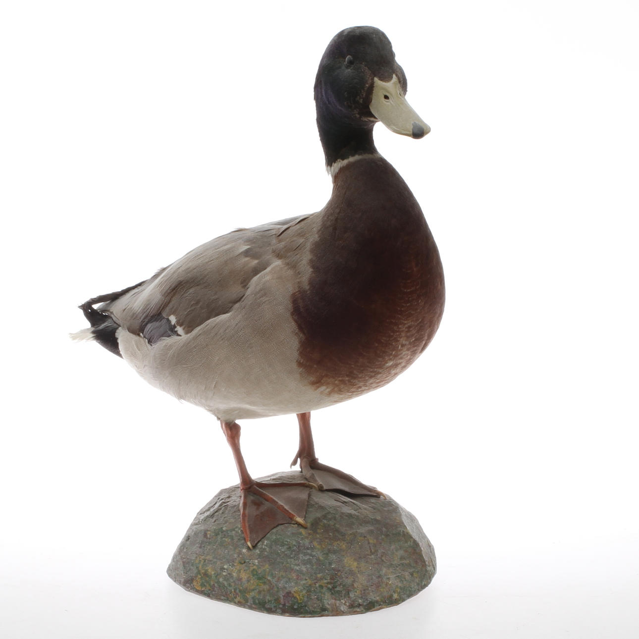 UPPSTOPPAD FÅGEL, gräsand på sockel.