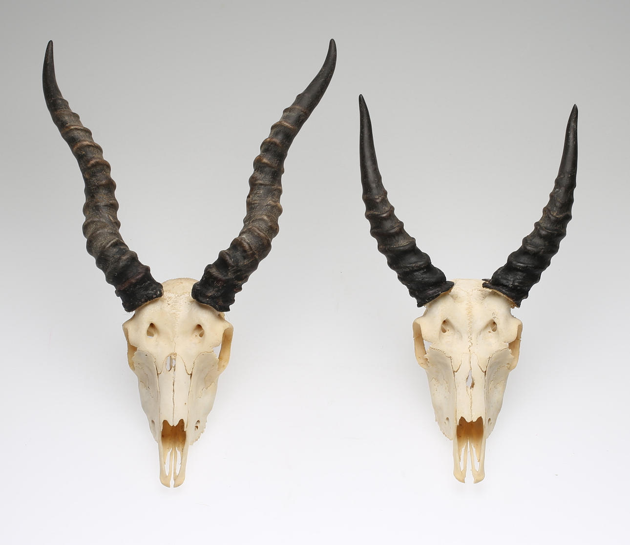 JAKTTROFÈR, 2 st, Antilop, 1900-talets mitt.