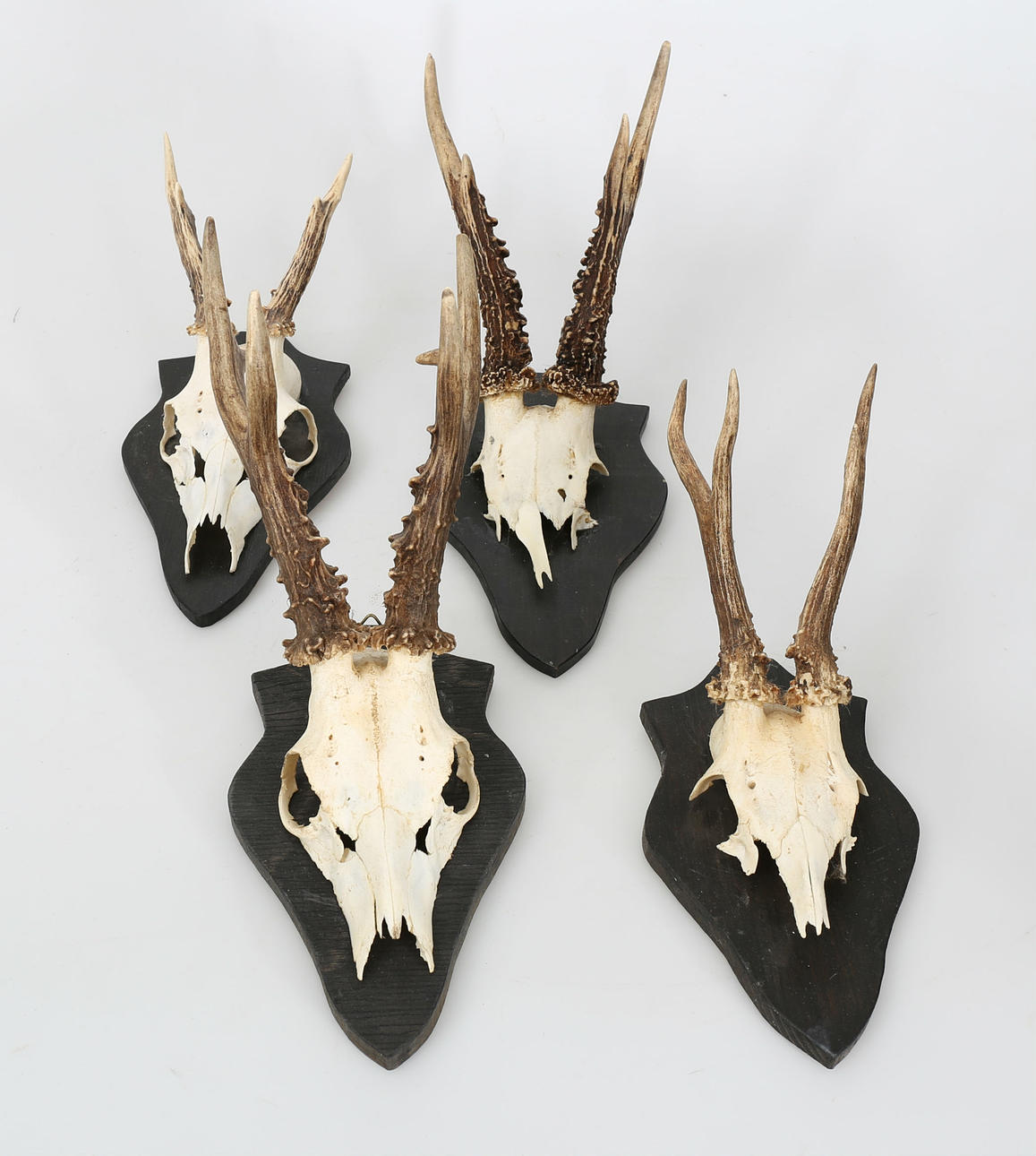 RÅDJURSHORN, jakttroféer, 4 stycken, monterade på träplattor, 1900-tal.