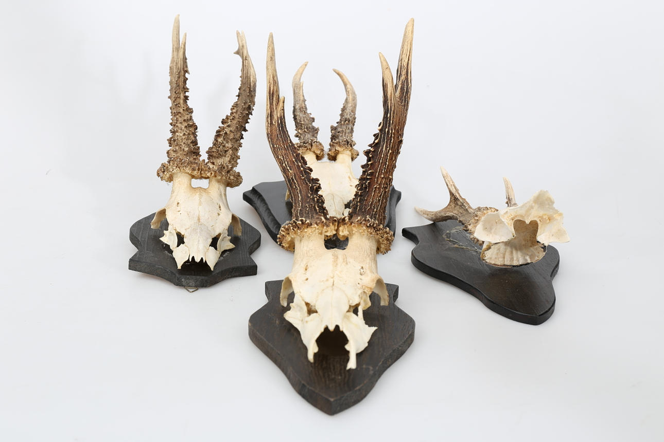 RÅDJURSHORN, jakttroféer, 4 stycken, monterade på träplattor, 1900-tal.