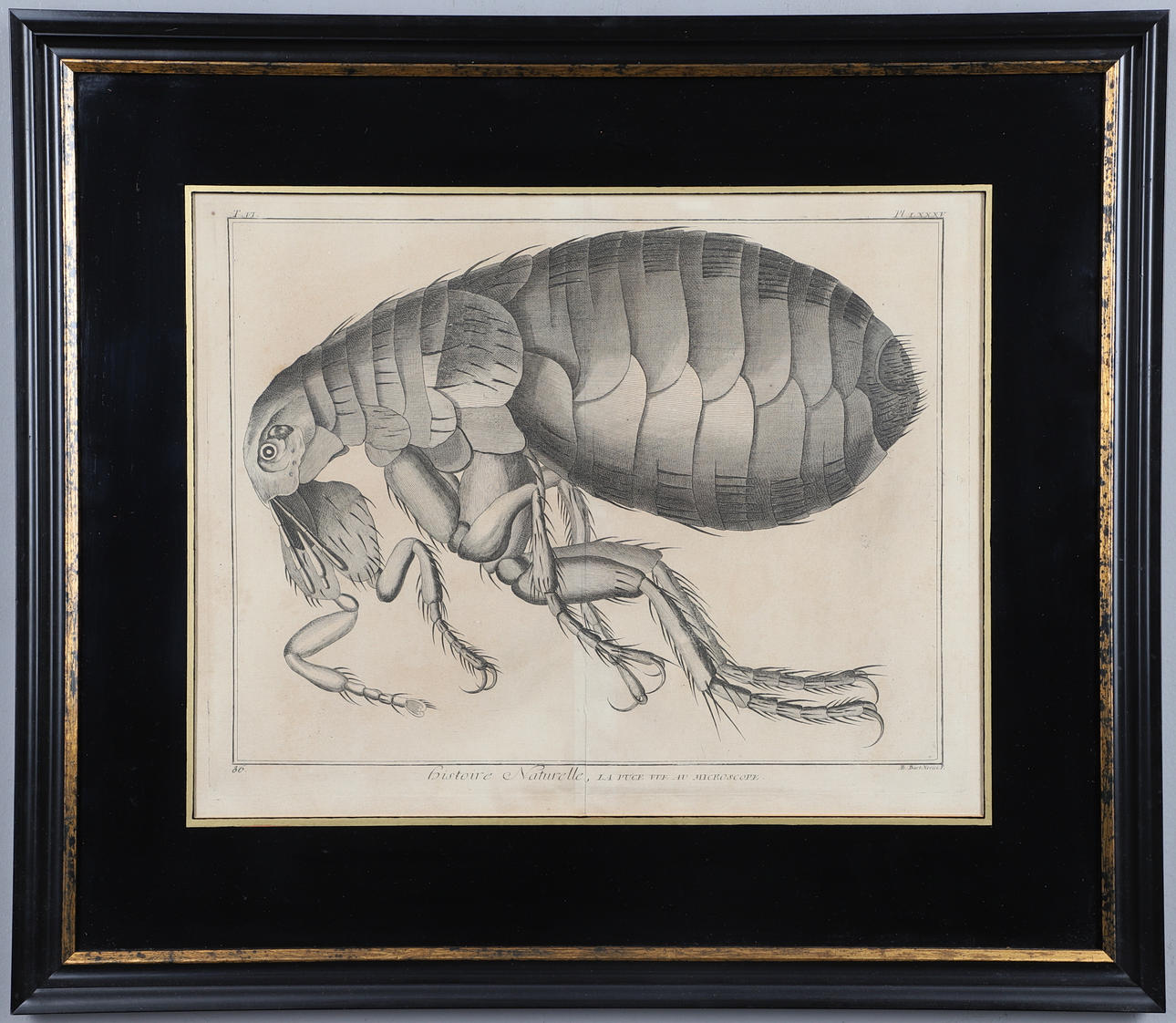DENIS DIDEROT (1713-1784) AND JEAN LE ROND D'ALEMBERT (1717-1783) (EDITORS). L'HISTOIRE NATURELLE: LA PUCE VUE AU MICROSCOPE.