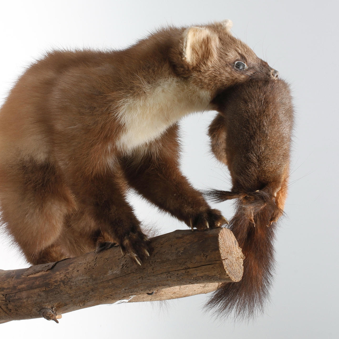 MÅRDDJUR och EKORRE, uppstoppade.
