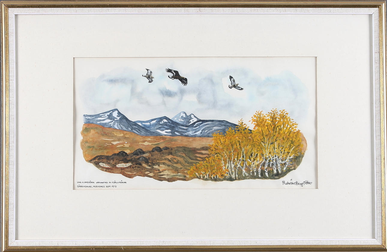 MATS ÅKE BERGSTRÖM. "Ung Kungsörn uppvaktad av Fjällvråkar, Gärrimjaure, Merkenes. Sept 1973", akvarell. Signerad.