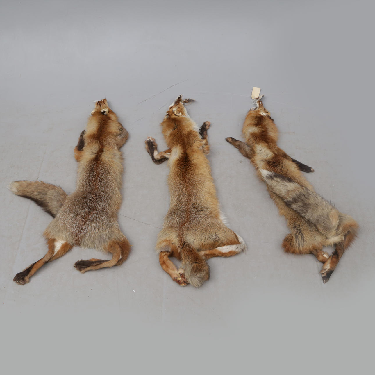 FOX SKINS, several.