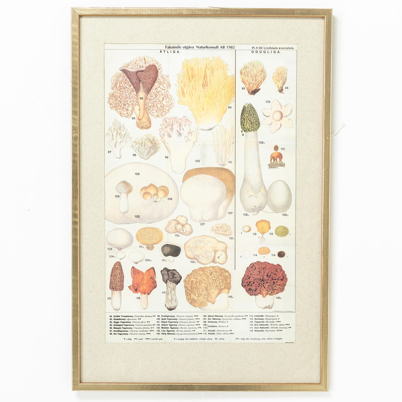 PLANSCH, Lindblands Svamp, inglasad.