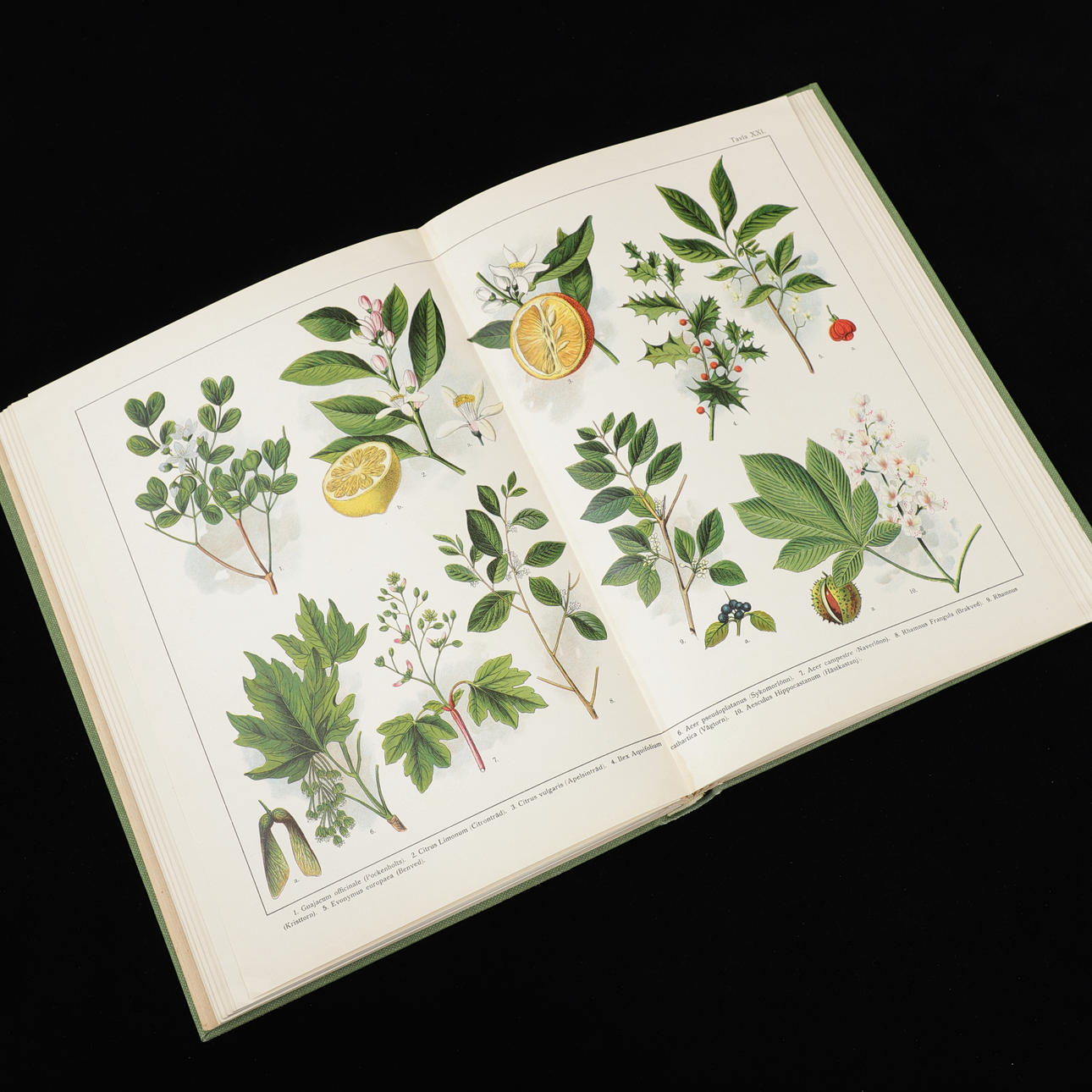 BILDER UR VÄXTRIKET, bok, Svedelius, 1919.