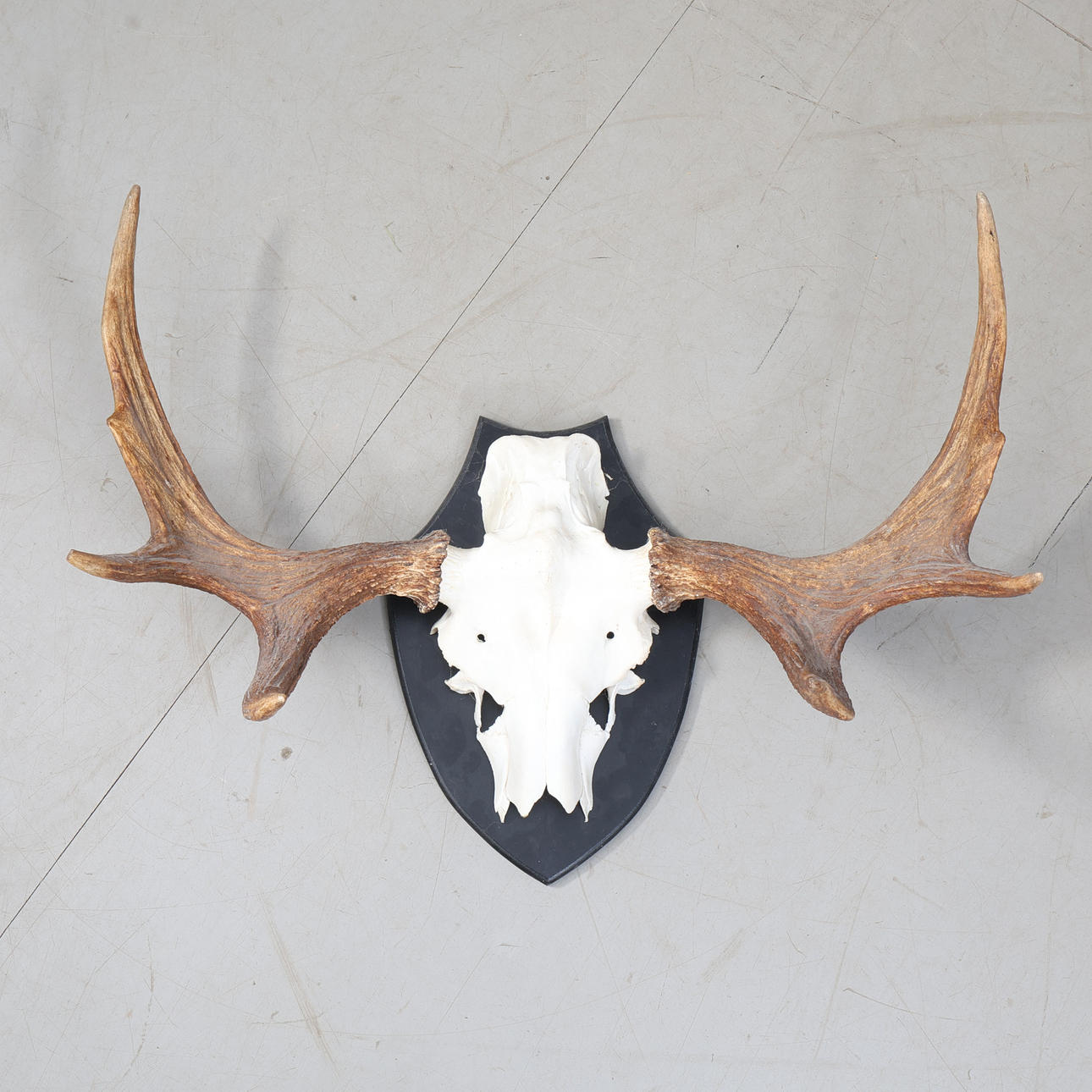 JAGTTROFÆ, elghorn.