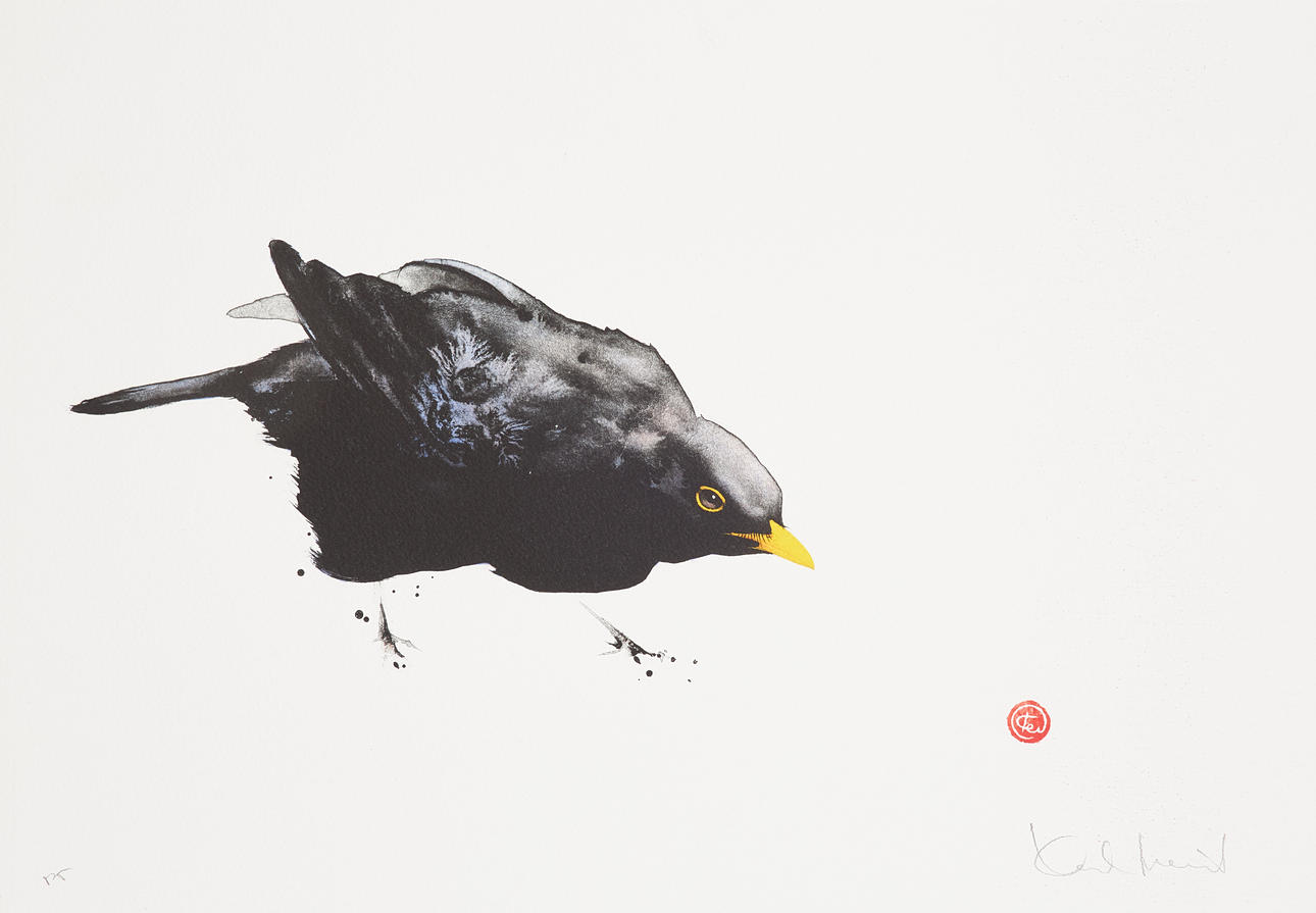 KARL MÅRTENS. Blackbird, sample print, signed. Art - Engravings ...