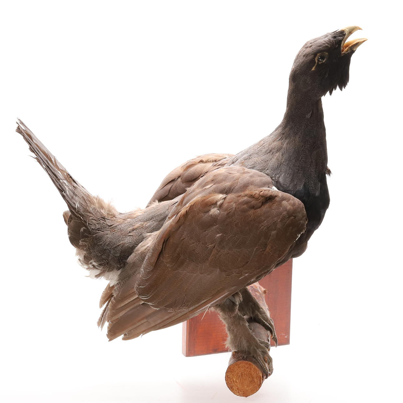 TAXIDERMI, TJÄDER, 1900-TAL.