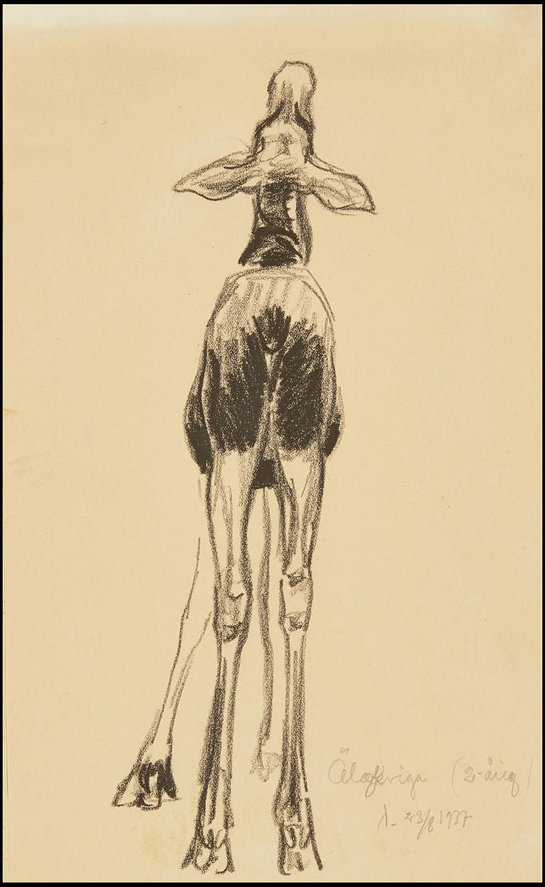 HARALD WIBERG (1908-1986), "Älgkviga", 1937, teckning.