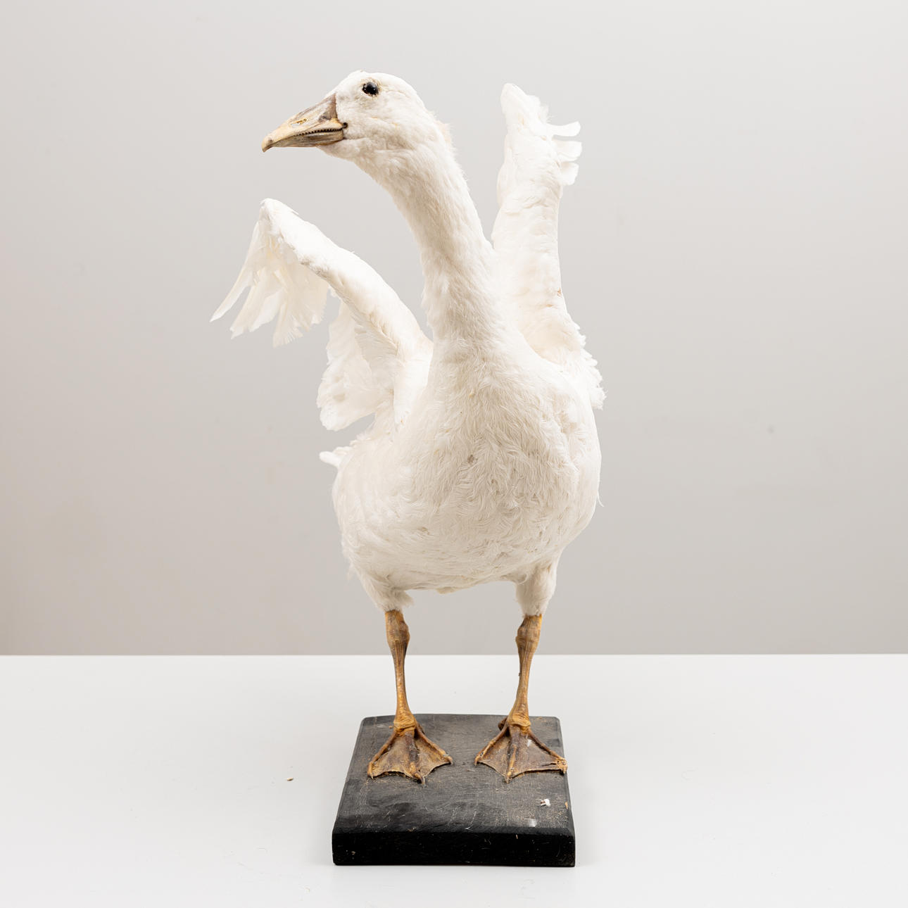 TAXIDERMY, Goose.